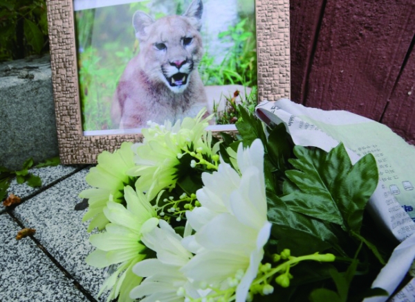 Flowers placed at a zoo where the puma used to live/ Yonhap