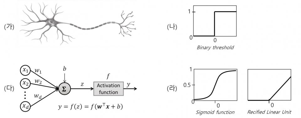 ▲그림 5. 신경세포를 모방한 퍼셉트론의 구조. (가) 신경세포는 좌측 말단의 돌기들로부터 신호를 받아 가중치를 곱한 뒤 전체 가중 신호의 합이 역치를 넘어서면 우측 돌기들로 출력 신호를 내보낸다.(나) 신경세포의 역치 함수의 예. (다) 퍼셉트론은 신경세포와 비슷하게 입력 벡터 x=[x1,x2,…,xd]T를 받아 가중치 w=[w1,w2,…,wd ]T를 곱하고 역치와 비슷한 역할을 하는 활성함수(Activation Function)을 통과시킨다. (라) 퍼셉트론을 위한 활성함수들의 예.