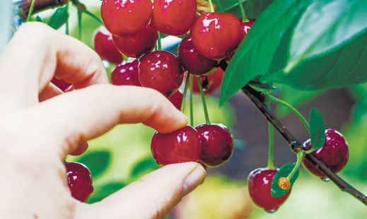 ▲Cherry picking in statistical analysis / GE HealthCare