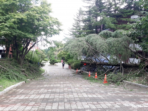 ▲The aftermath of the typhoon in POSTECH