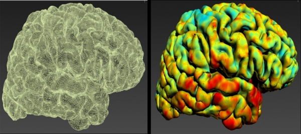 ▲3차원 뇌 표면 메시(Mesh)(좌)와 뇌 표면상 대뇌 피질의 두께(우). 파란색에서 빨간색으로 갈수록 0~5mm로 두꺼워진다
