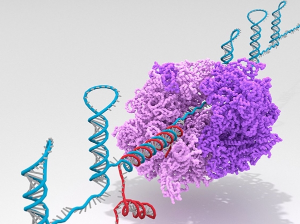 ▲새롭게 고안된 RNA 나노 스위치-분자신호 상호작용을 통해 생명 현상을 효과적으로 제어할 수 있다(출처: Alex A. Green)