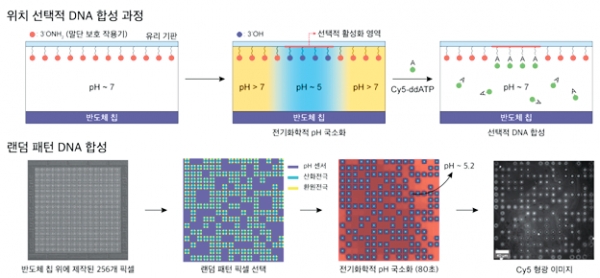 ▲그림 3. 반도체 칩 기반 전기화학 시스템을 활용한 위치 선택적-친환경 DNA 합성 (이미지 출처: Sci. Adv. 8, eabm6815 (2022))