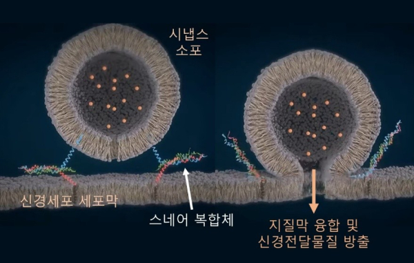▲스네어 복합체에 의한 시냅스 소포의 세포막 결합, 지질막 융합 및 신경전달물질 방출