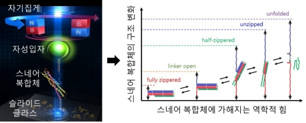 ▲자기집게를 스네어 복합체에 적용한 단분자 힘 분석 실험 모식도. 분석 결과를 통해 힘에 따라 나타나는 중간체의 상태와 안정성을 규명할 수 있다