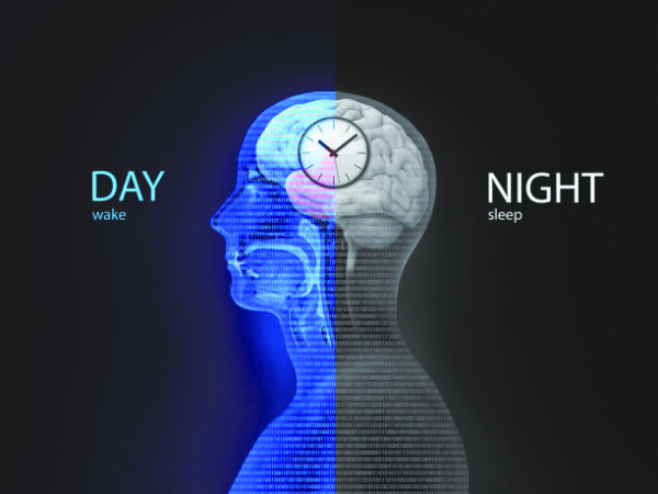 ▲The biological clock in the human brain / iStock